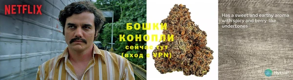 гашик Осташков